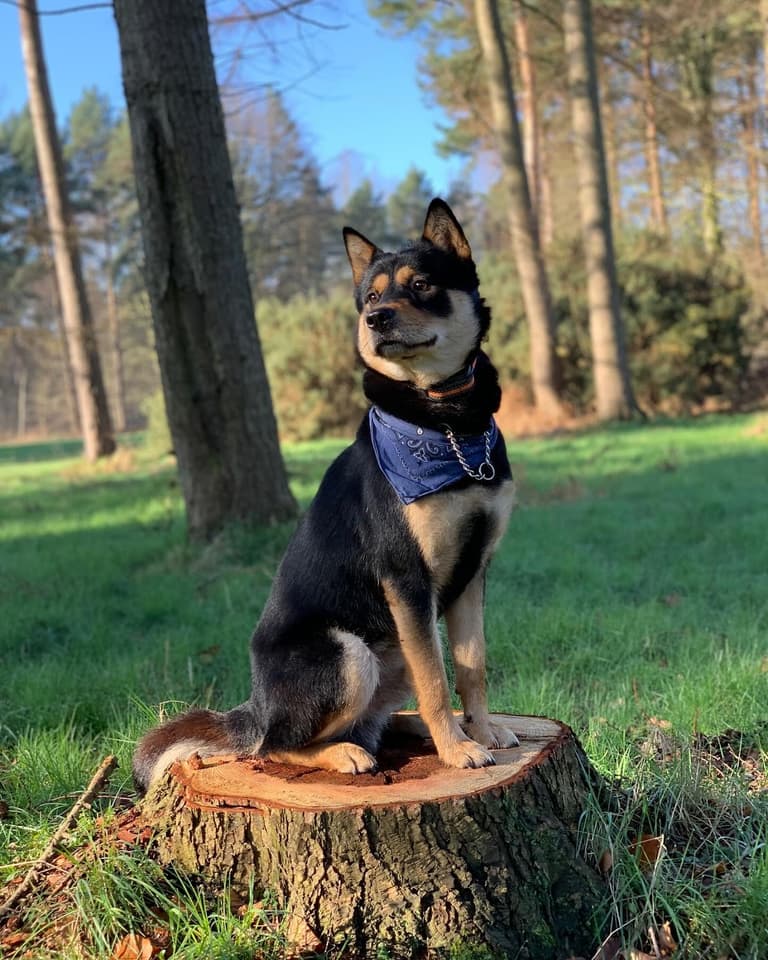 The Korean Jindo Dog