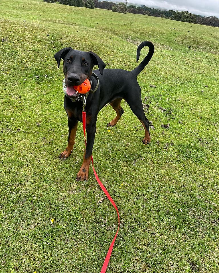 Loki - the Floppy Eared Doberman