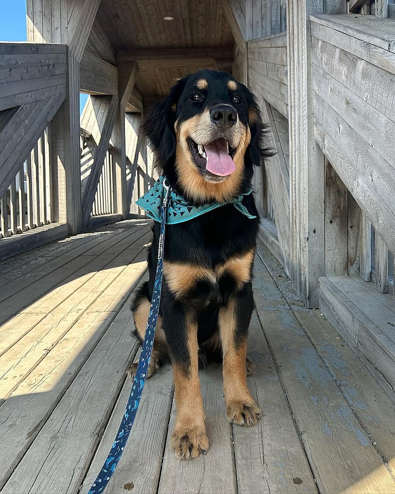 Golden Mountain Dog