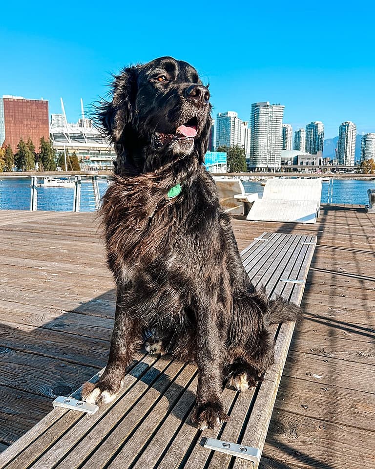 Golden Mountain Dog