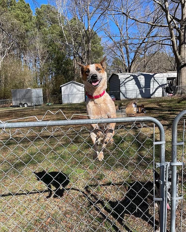 dogs that struggle in urban environment