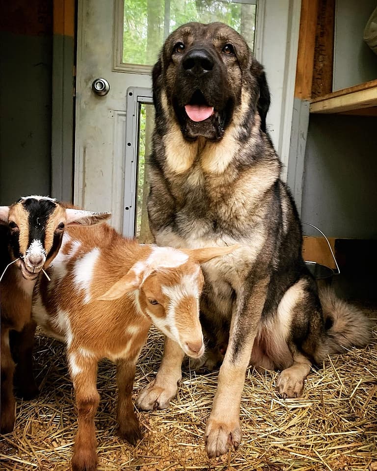 dogs that struggle in urban environment