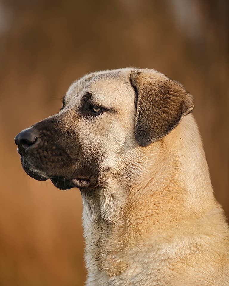 dogs that struggle in urban environment