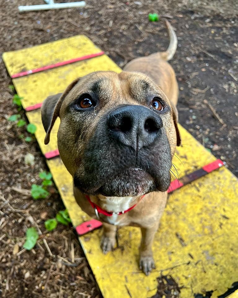 Dog up for adoption: Bentley
