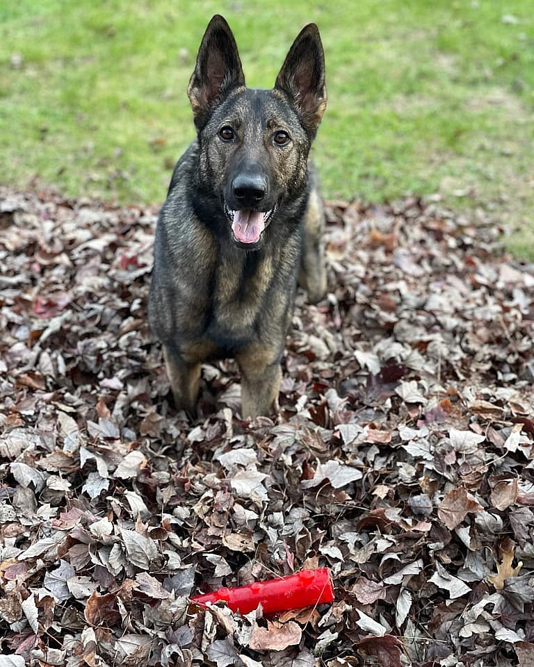 Sable German Shepherds