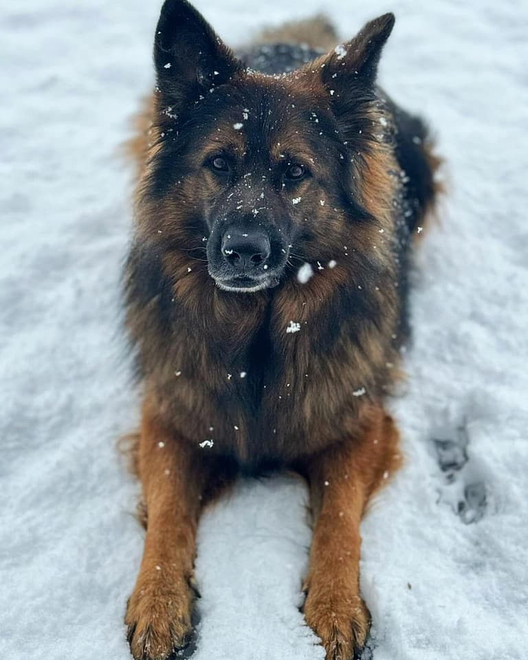 Sable German Shepherds
