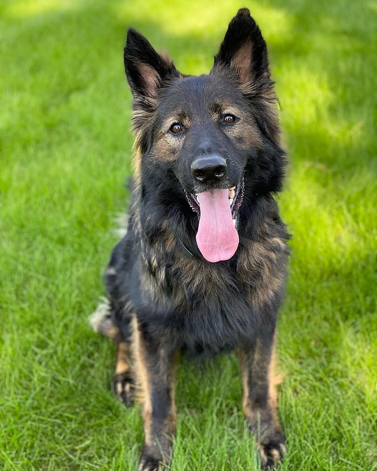 Sable German Shepherds