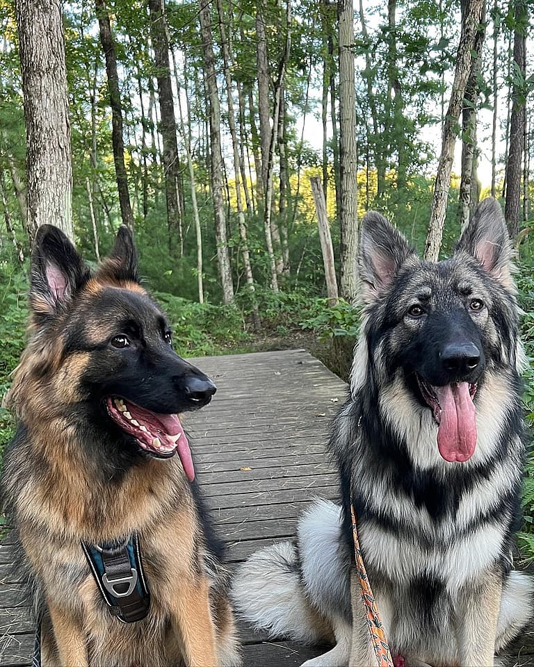 Sable German Shepherds