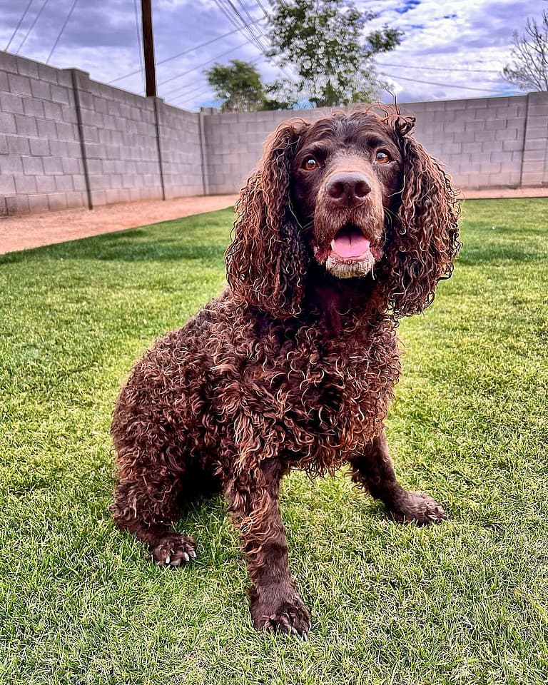 Do Dogs Like To Swim? American Water Spaniel