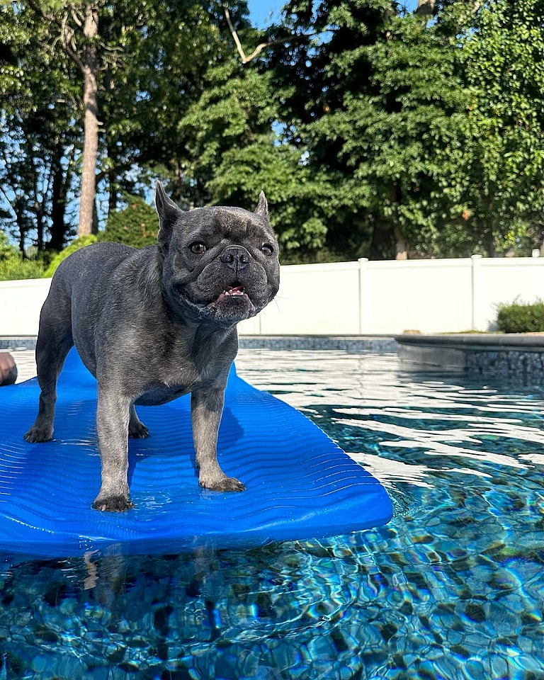 Mini French Bulldog