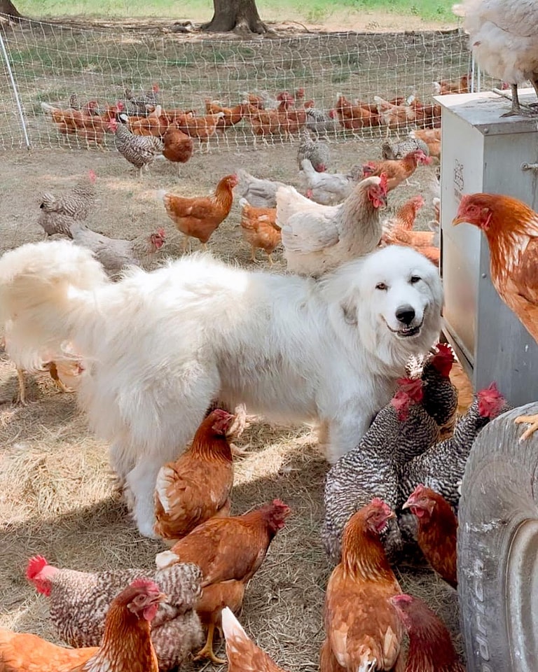 Dog Breeds with Low Prey Drive