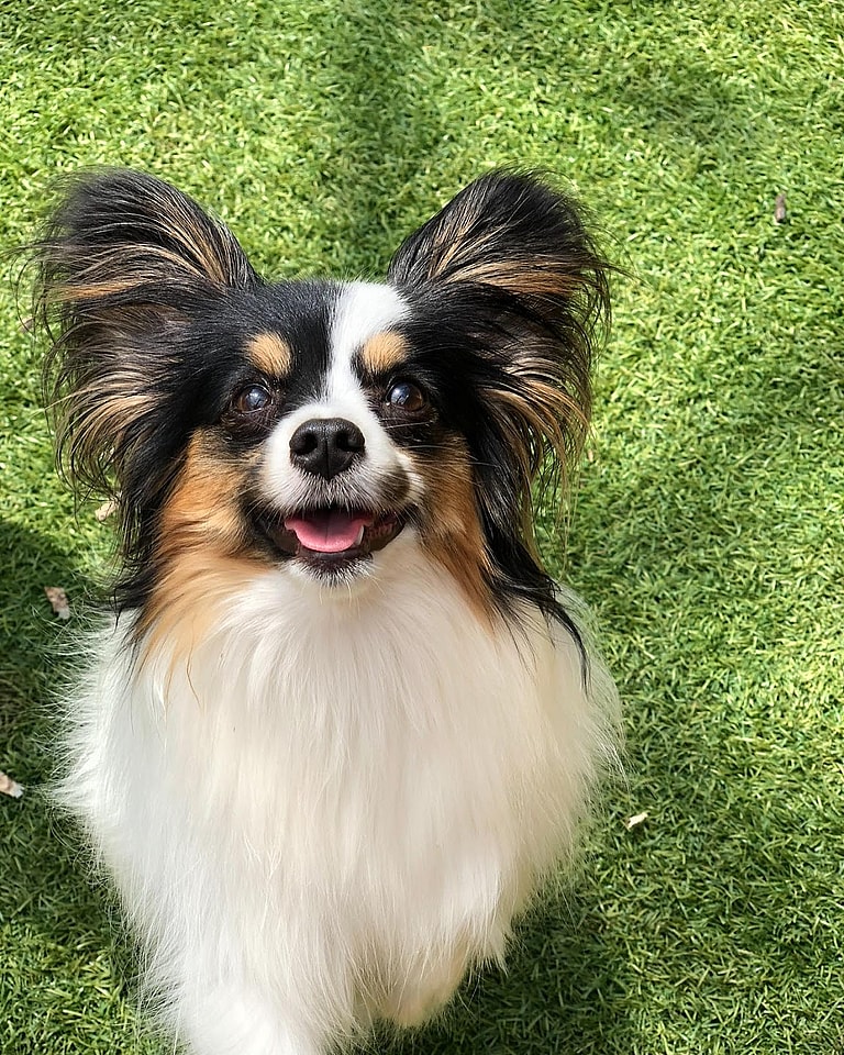 Dog Breeds with Low Prey Drive