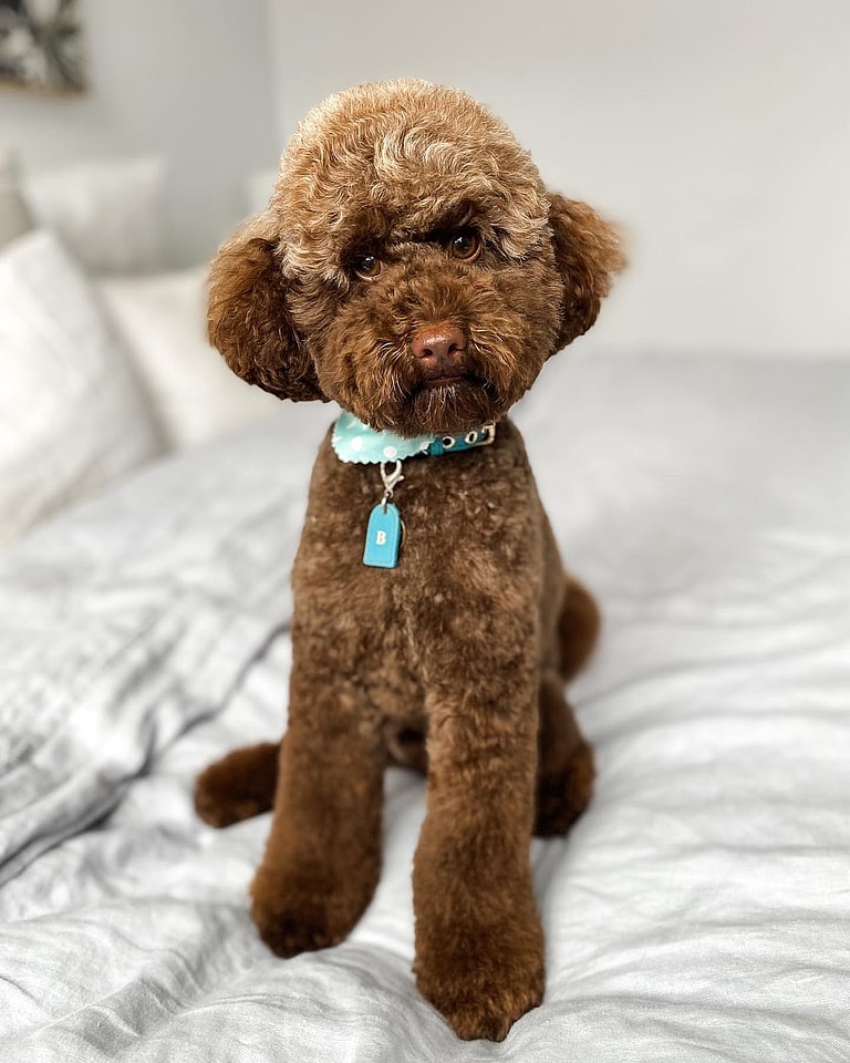 Brown Poodle - Bondi