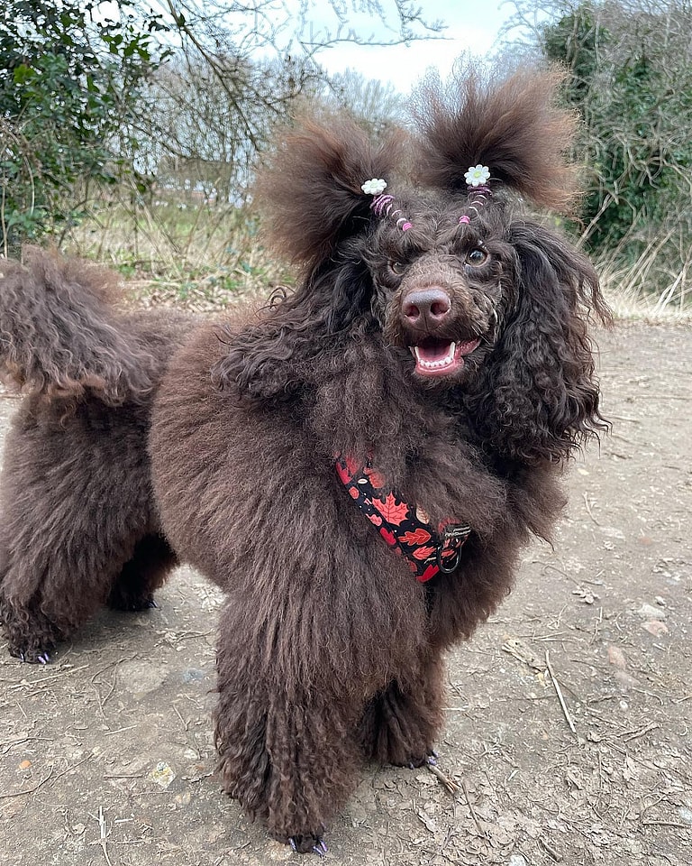Brown Poodle - Koda