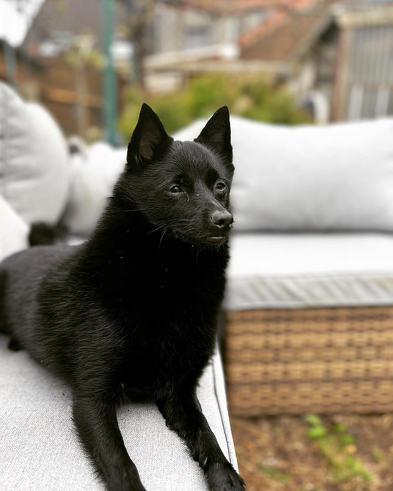 Schipperke Dogs: Aiko