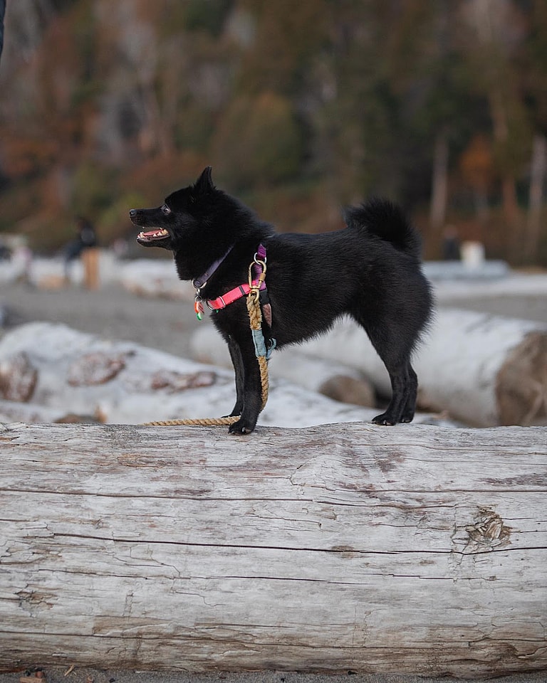 Schipperke Dogs: Mochi