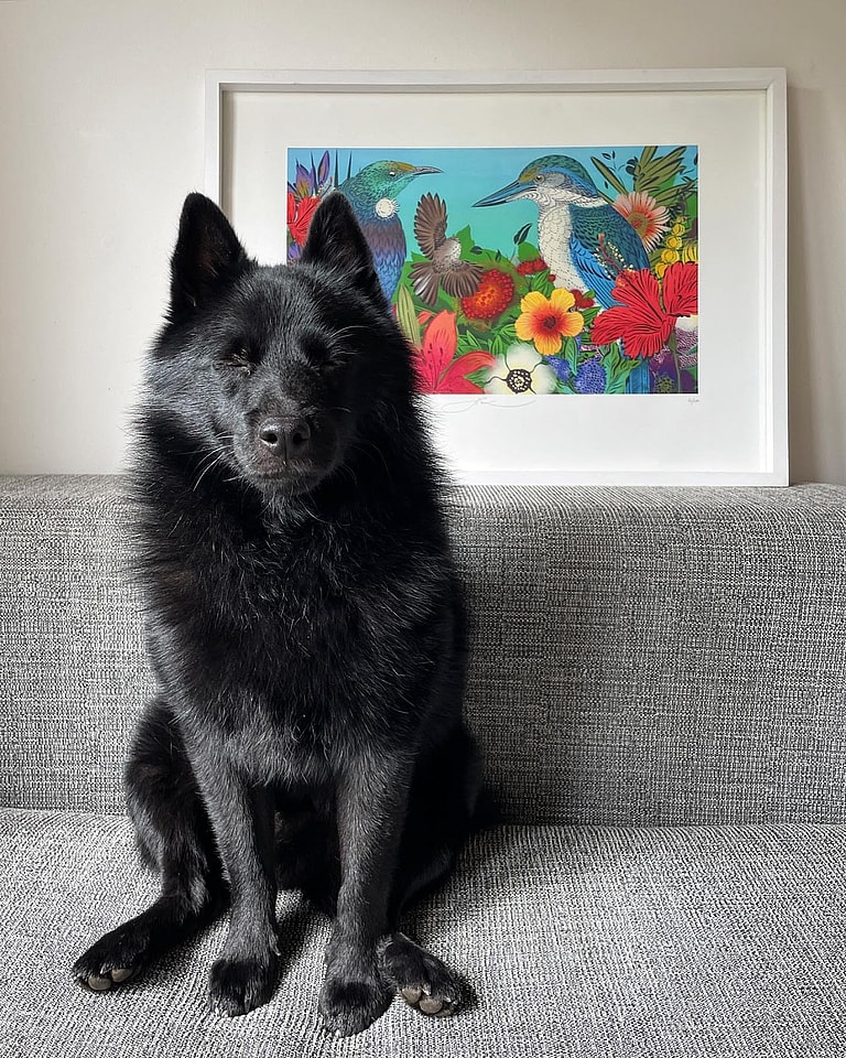 Schipperke Dogs: Whiskey