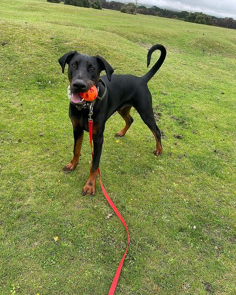 Loki - the Floppy Eared Doberman