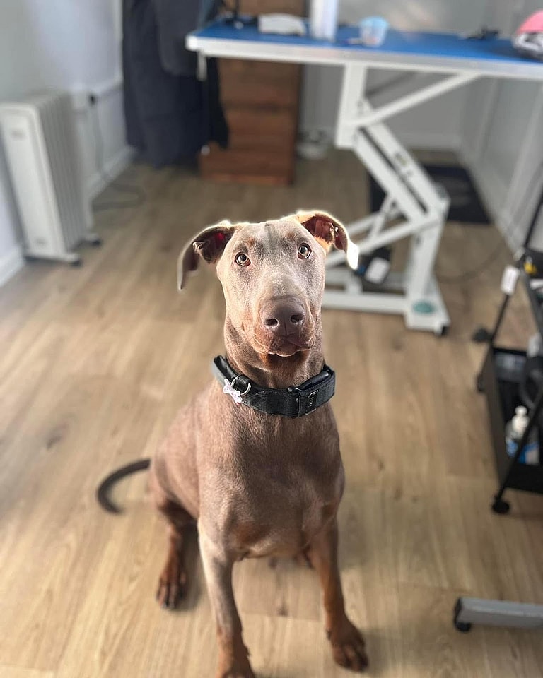 Ted - the Floppy Eared Doberman