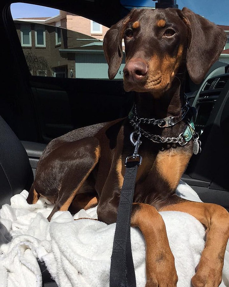 Harlee - the Floppy Eared Doberman