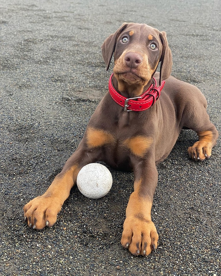 Whiskey - the Floppy Eared Doberman