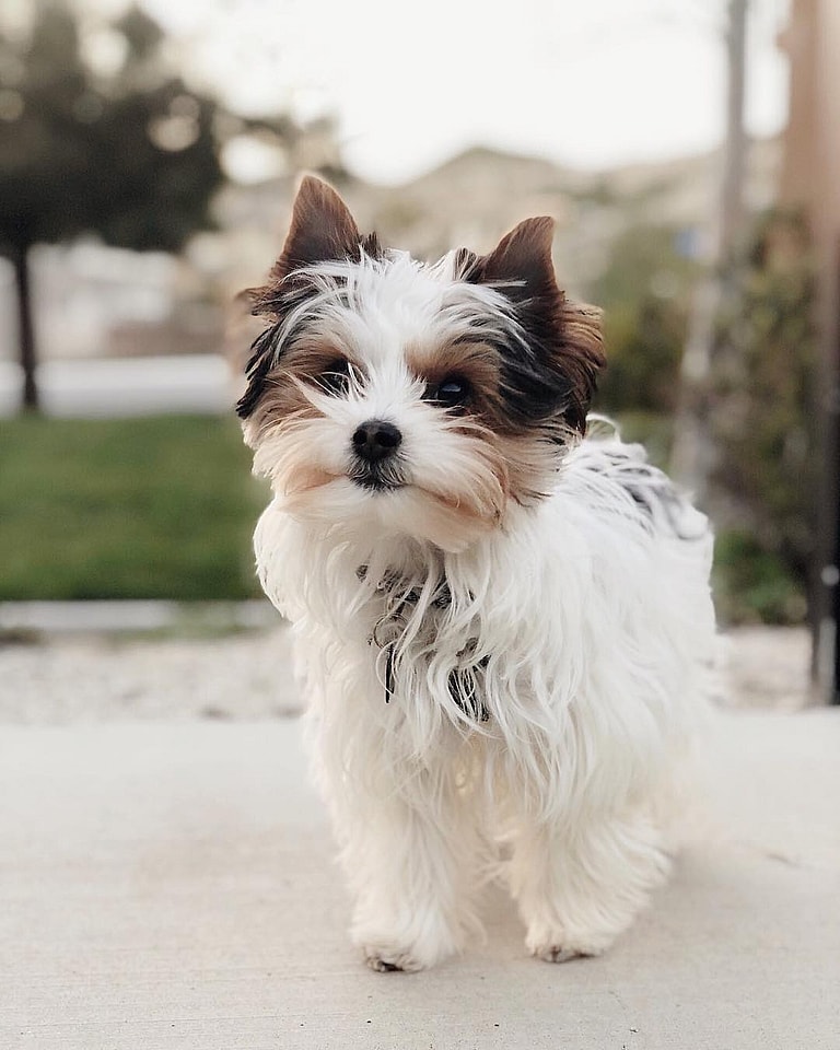 Tito the Parti Yorkie