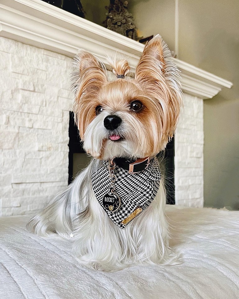 Rocket the Parti Yorkie