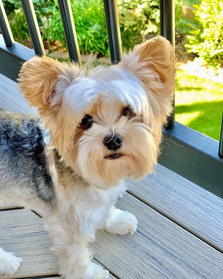 Louie the Parti Yorkie