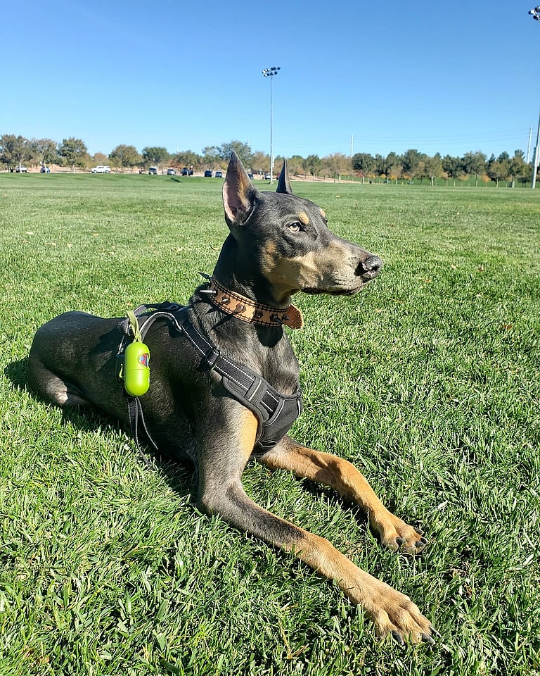 Thor the Blue Doberman