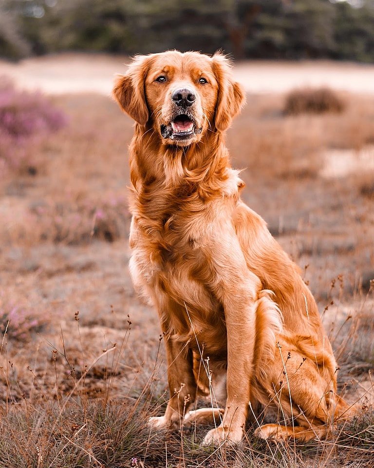 red golden retriever