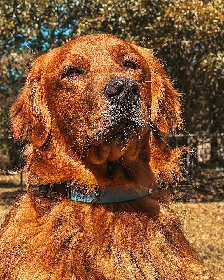 red golden retriever