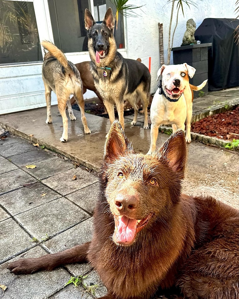 Waffles & other dogs