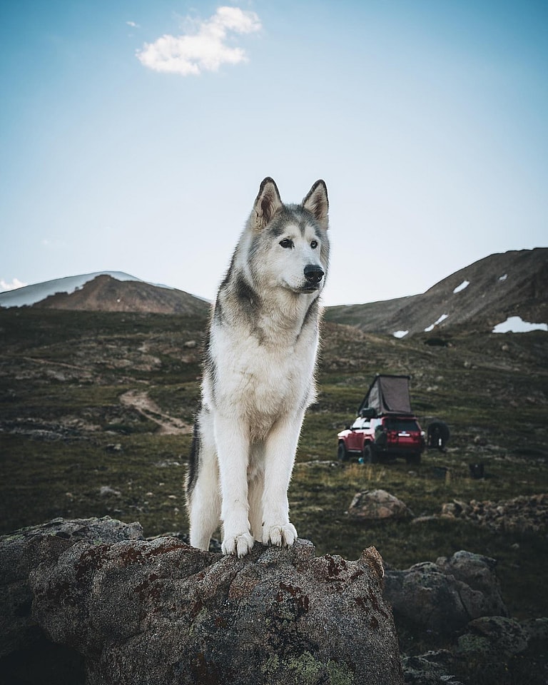 Breeds of Dogs That Increase Homeowners Insurance: Wolf Dog