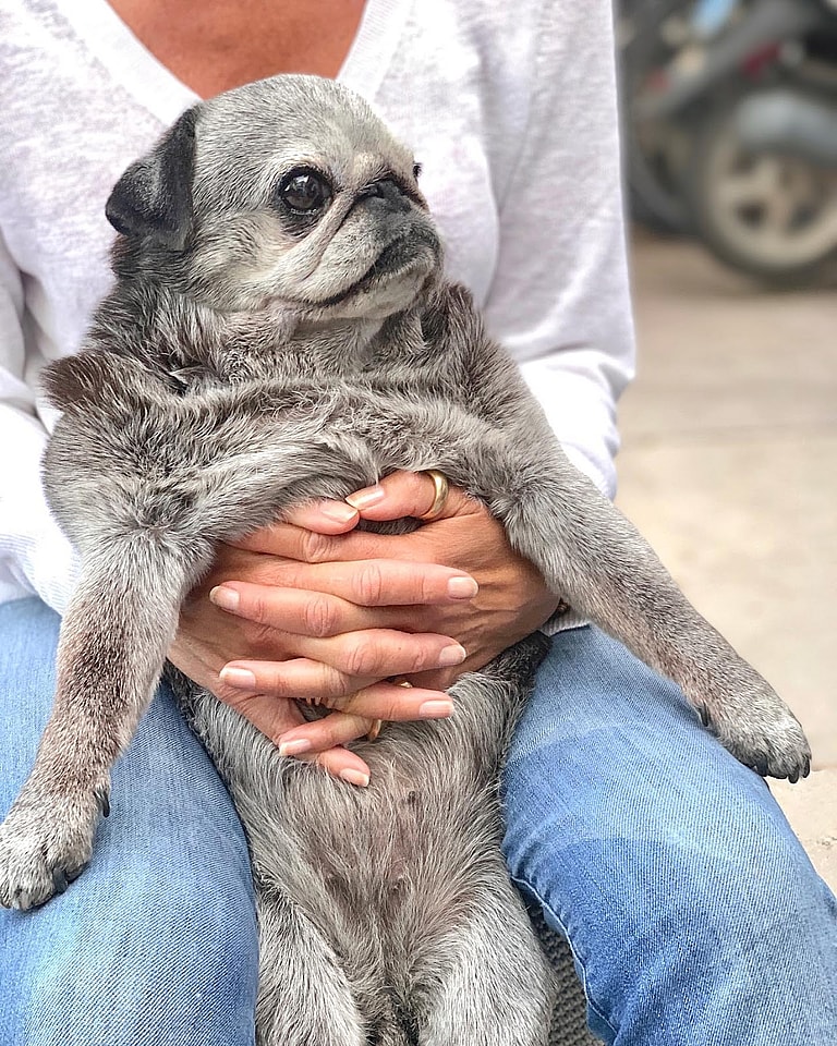 5 Best Dog Breeds for Seniors - Pugs