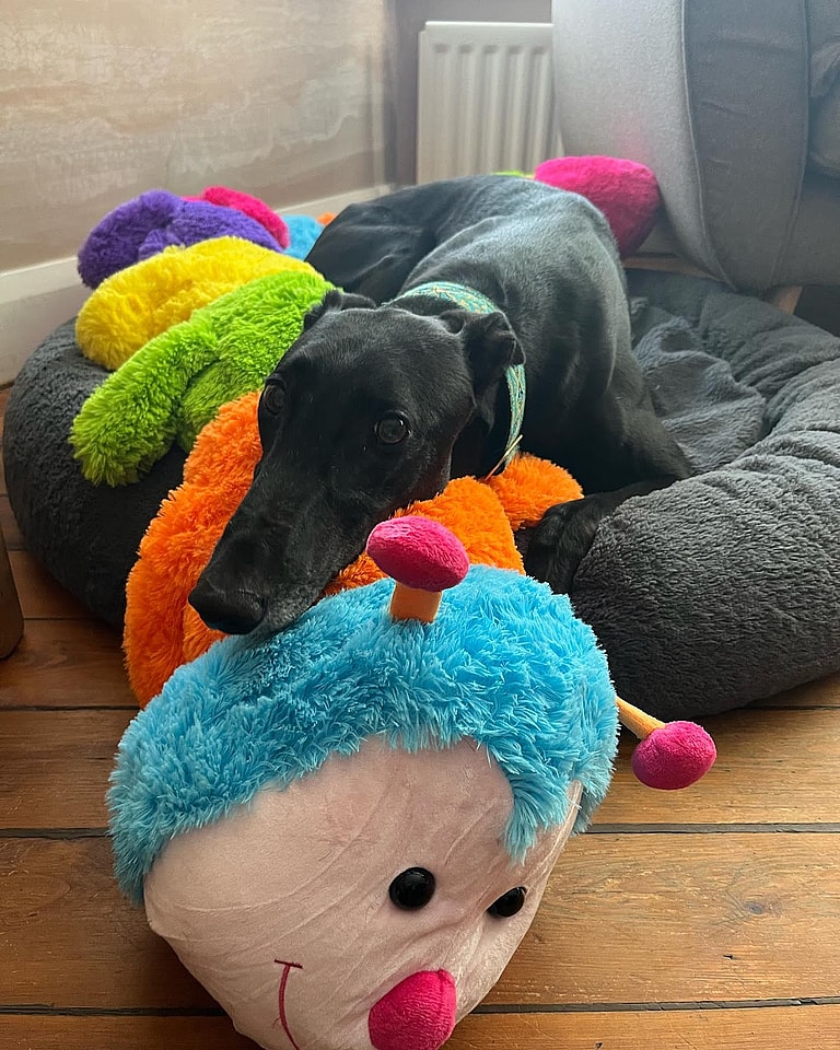 5 Best Dog Breeds for Seniors - Greyhounds