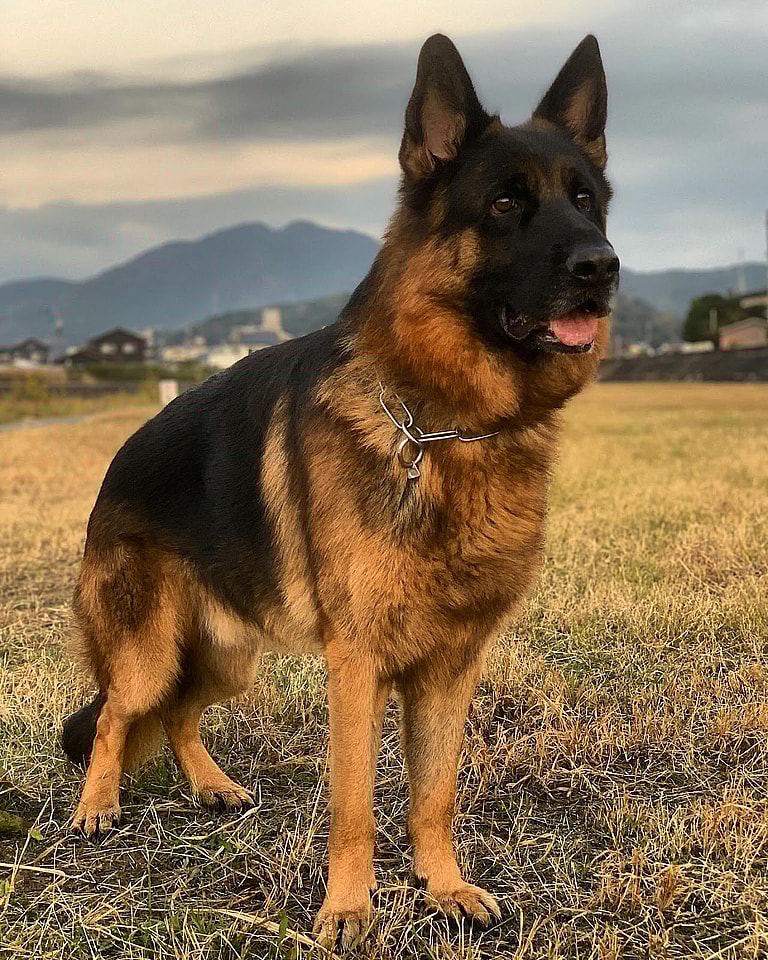 Breeds of Dogs That Increase Homeowners Insurance: German Shepherd