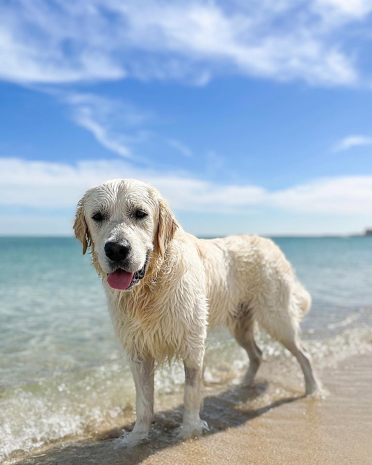 White Golden Retrievers