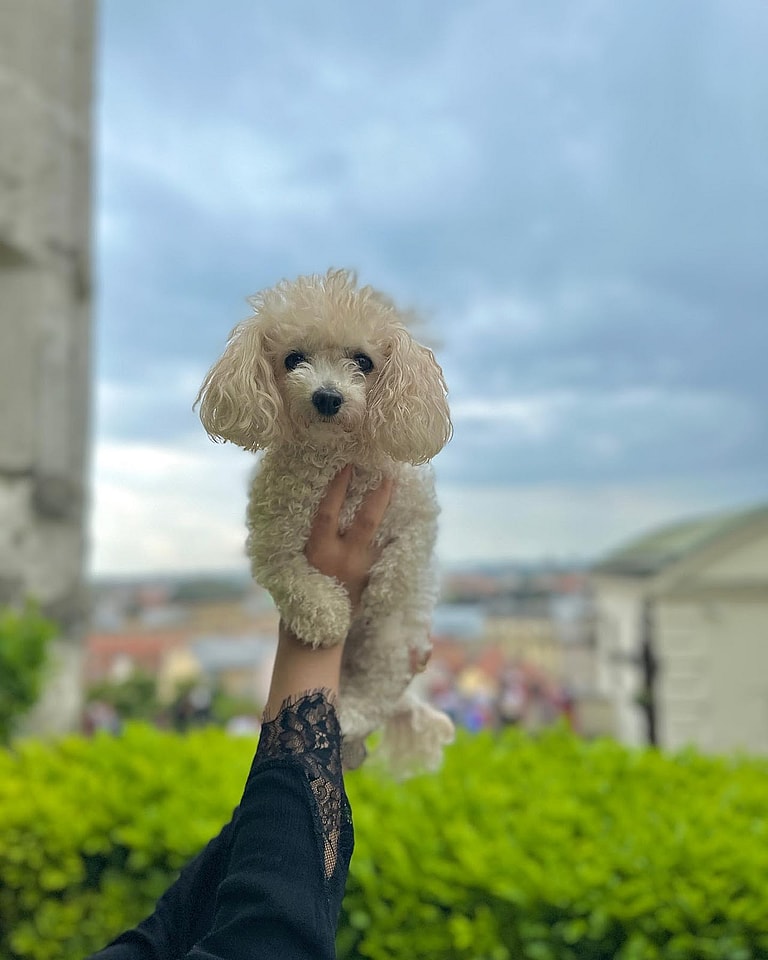 teacup poodle