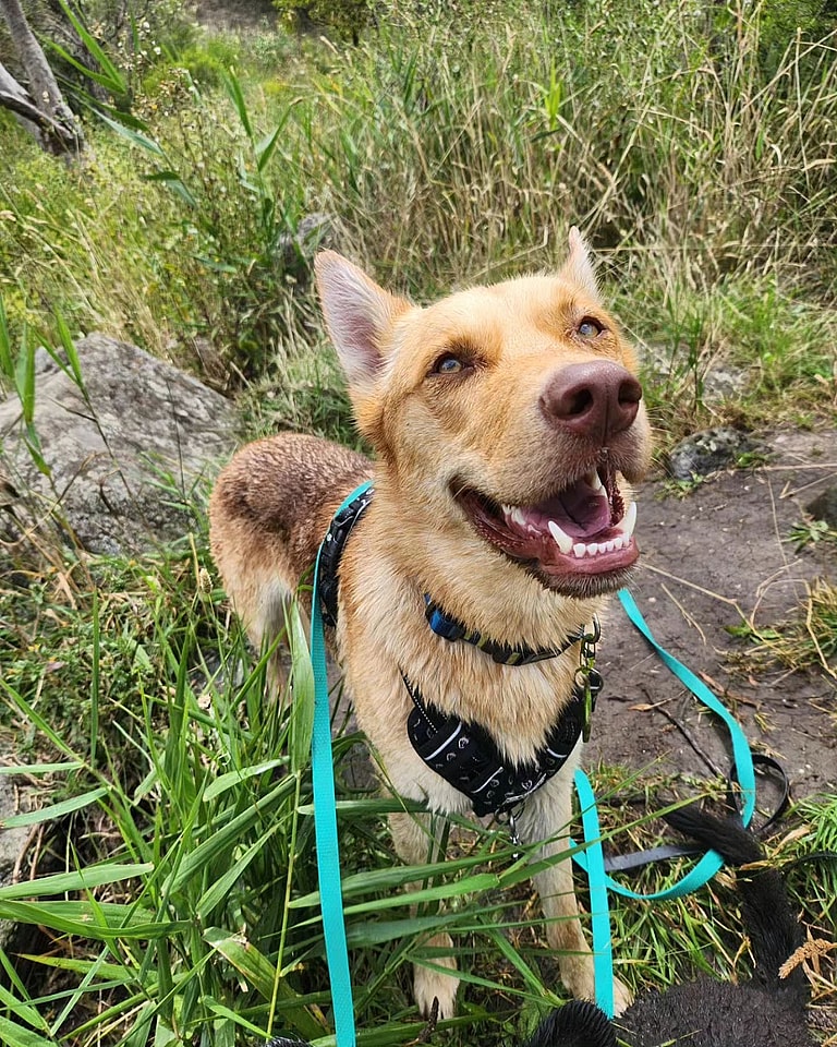 Luca: The Gerberian Shepsky