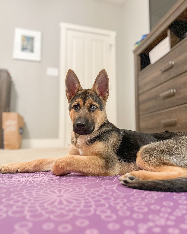 Apollo: The Gerberian Shepsky