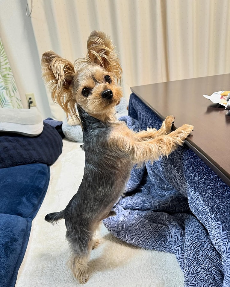 Worst Dog Breed For Apartments