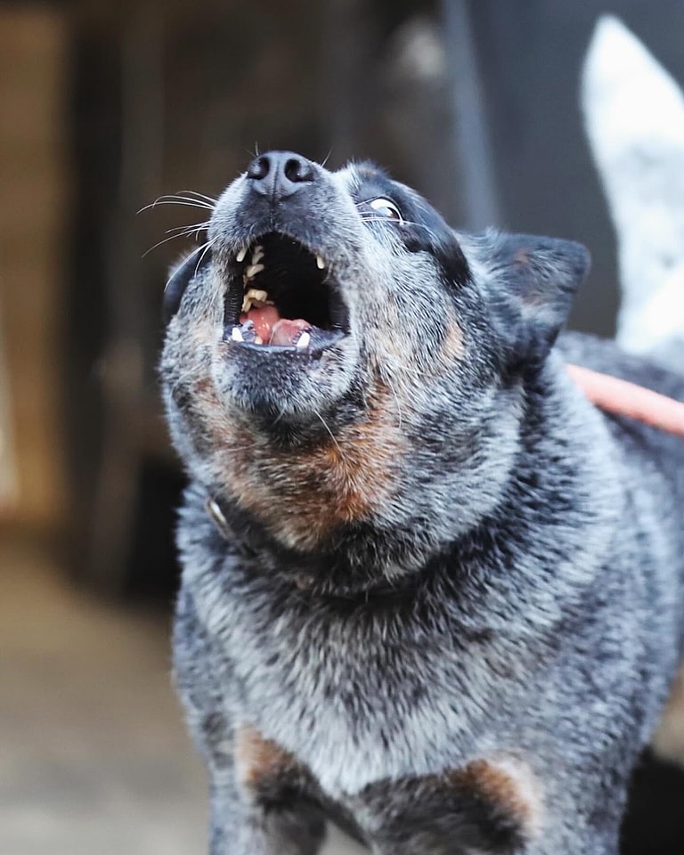 worst dogs for apartments