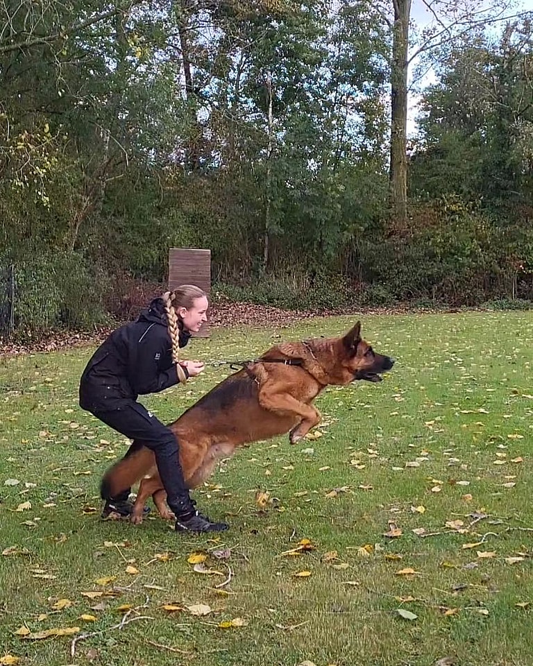 Worst Dog Breed For Apartments