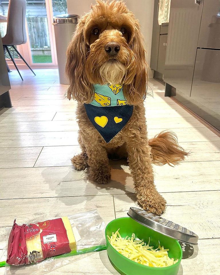 Springerdoodle