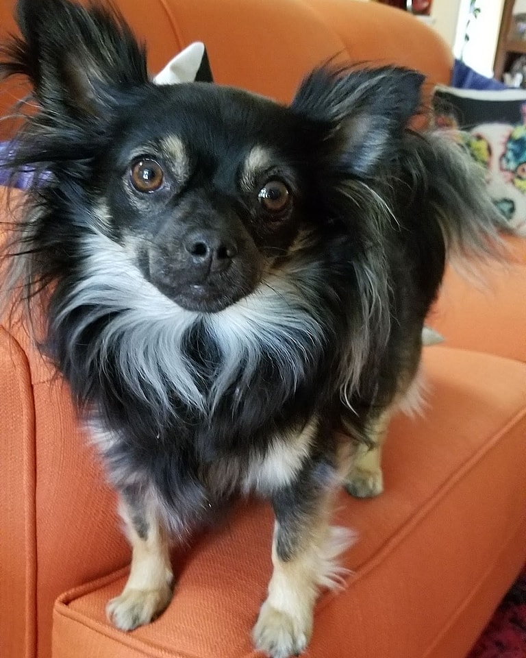 Dog Rescue: Tiny 6 Pound Stray Was Rejected For Being “Too Old”