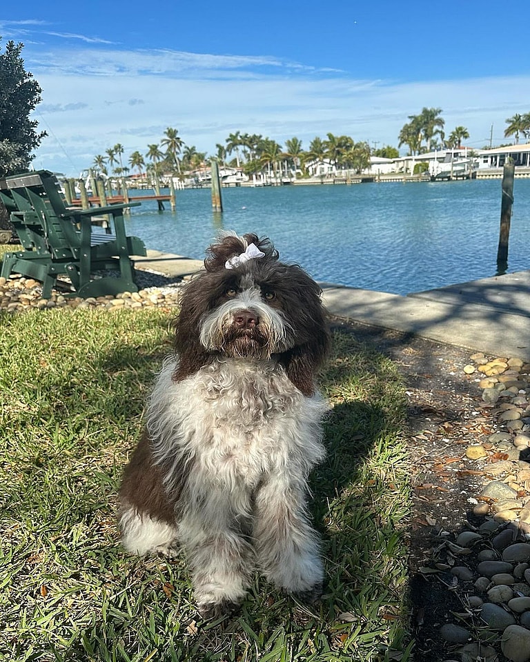 Springerdoodle