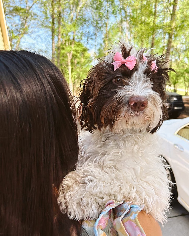 Springerdoodle