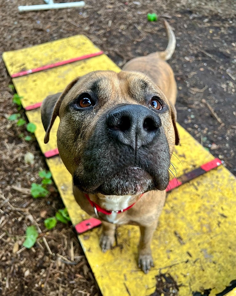 Dog up for adoption: Bentley