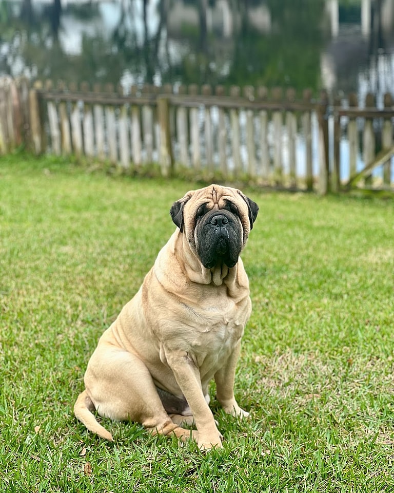 best guard dog breeds