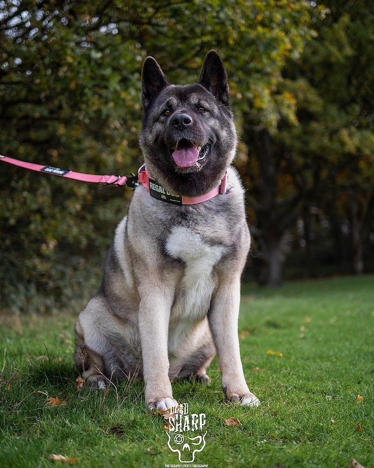 best guard dog breeds